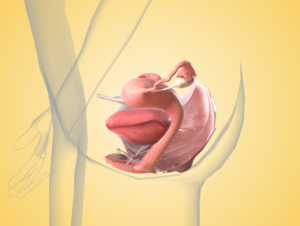 Illustration of pelvic floor wellbeing, showing muscles that support the bladder, uterus, and bowel.