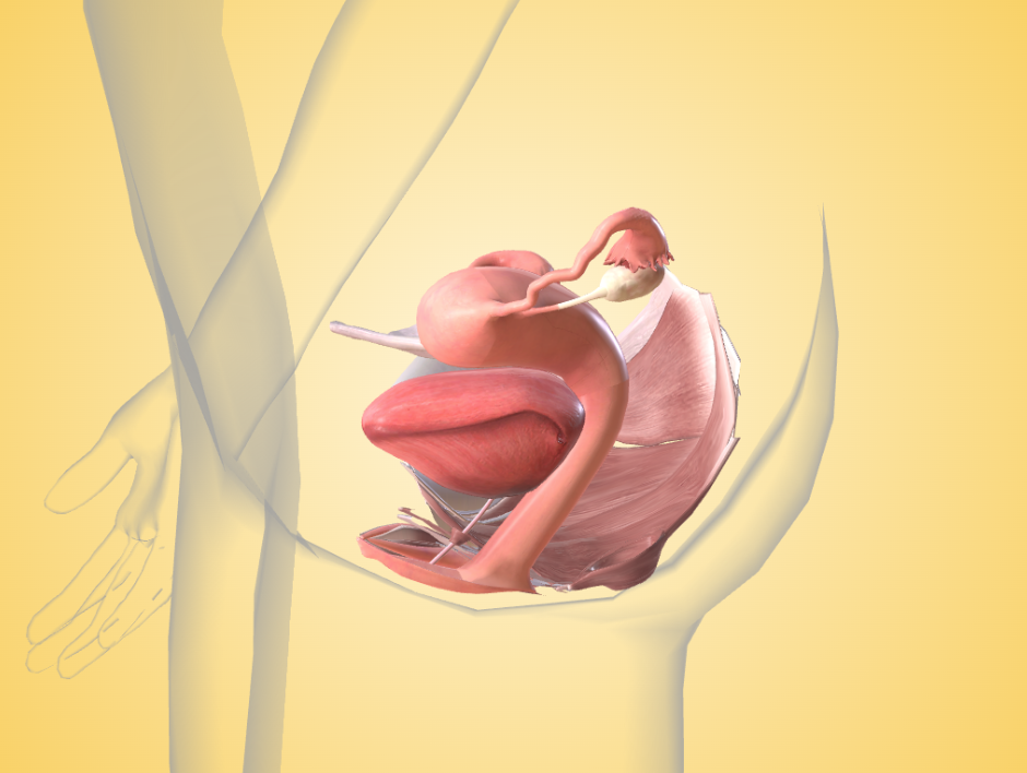 Illustration of pelvic floor wellbeing , showing muscles that support the bladder, uterus, and bowel.